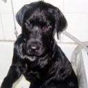 Bruno