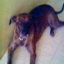 Spay