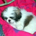 Chanelle