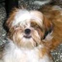 Mischa