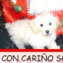 Sofy