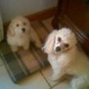 Candy bastida
