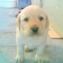 Prisci