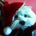 Copi