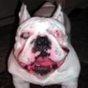 Darko