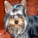 Dandi