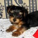Mateo
