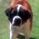 Bruno