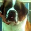 Bruno