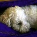 Copito