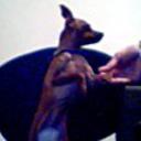 Canela