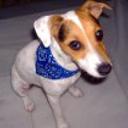 Pancho