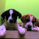 Neyda y samy