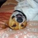 Pancho