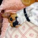 Pancho