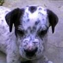 Bruno