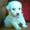 Princesa