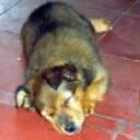 Cleo