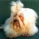 Cuca