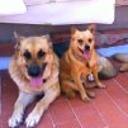 Simba rex akira y blaki