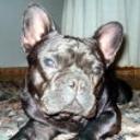 Darko