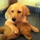 Priscy