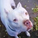 Josemy