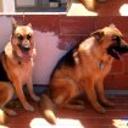 Rex y akira