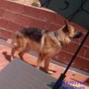 Rex