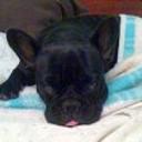 Lola