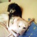 China y may