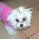Bolleta