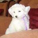 Princesa alfonzo alarcon