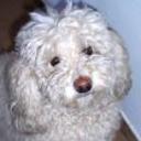 Badino