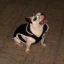 Xila