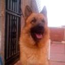 Rex