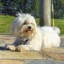 Gussy