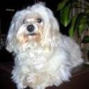 Gussy