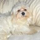 Gussy