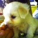Hanna