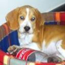 Toby