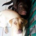 Shasly y dimon