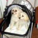 Rocco y gala 