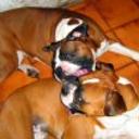 Rocco y glock