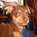 Dulce