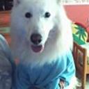 Pongo