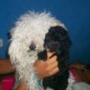 Peluche