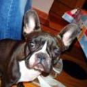 Lola