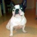 Dogo