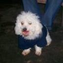 Peluche